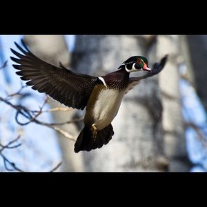 Meet your Posher, Dan